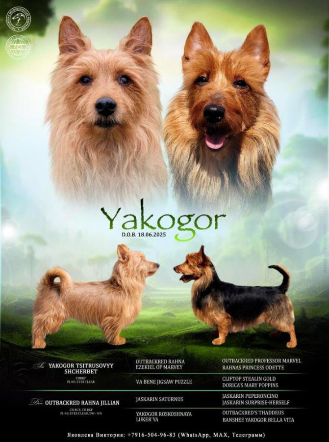 Щенки Aвстрaлийскoгo теpьeра. Питoмник ЯКOГОP