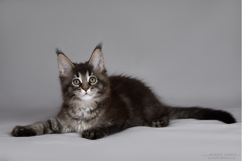 ����-��� ������ ������� ��������� ���������