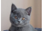 Британские котята. Питомник Silvery Snow. Москва.